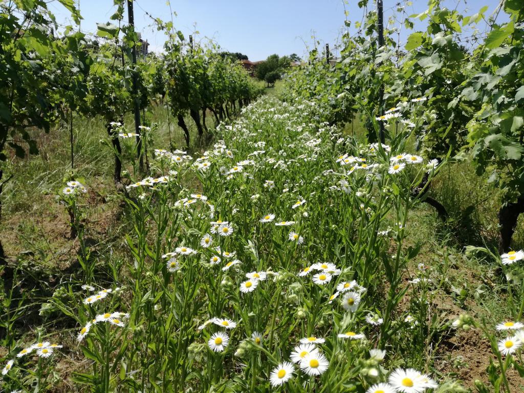 Azienda Agricola Garoglio Davide Alfiano Natta Exterior photo